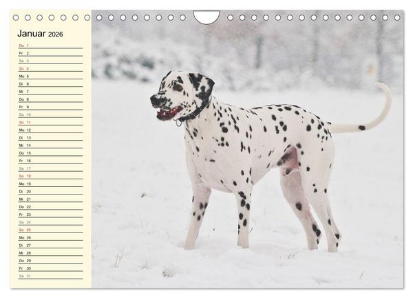 Produktbild: Auf den Punkt - Dalmatiner (Wandkalender 2026 DIN A4 quer), CALVENDO Monatskalender