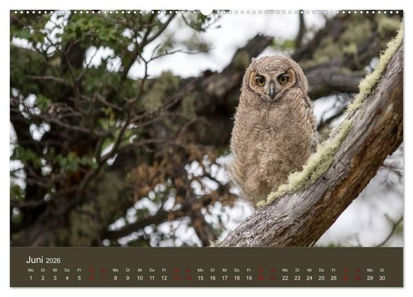 Produktbild: Patagonien - Am Puls der Wildnis (Wandkalender 2026 DIN A2 quer), CALVENDO Monatskalender