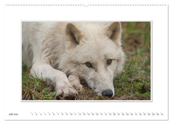 Produktbild: Emotionale Momente: Polarw&ouml;lfe. / CH-Version (hochwertiger Premium Wandkalender 2026 DIN A2 quer), Kunstdruck in Hochglanz