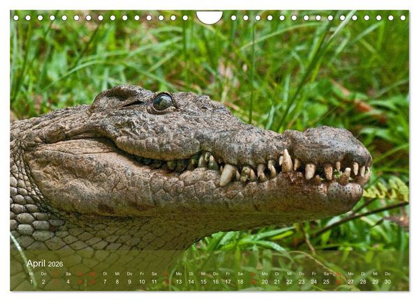 Produktbild: Alligatoren und Co. (Wandkalender 2026 DIN A4 quer), CALVENDO Monatskalender