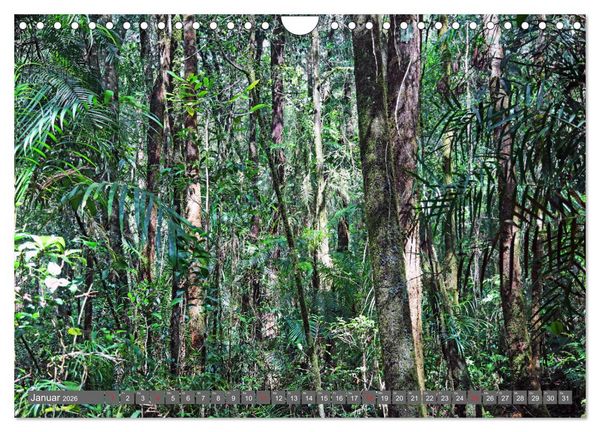 Produktbild: Im Regenwald von Borneo (Wandkalender 2026 DIN A4 quer), CALVENDO Monatskalender