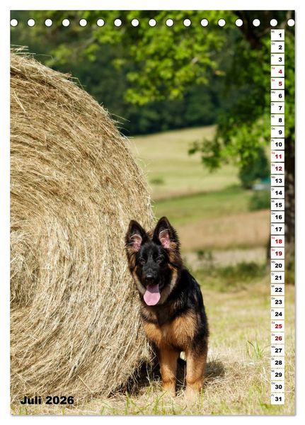 Produktbild: Sch&auml;ferhunde Langstockhaar zum verlieben (Tischkalender 2026 DIN A5 hoch), CALVENDO Monatskalender