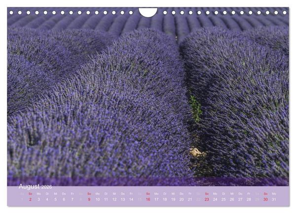 Produktbild: Die Farbe des Lavendels (Wandkalender 2026 DIN A4 quer), CALVENDO Monatskalender