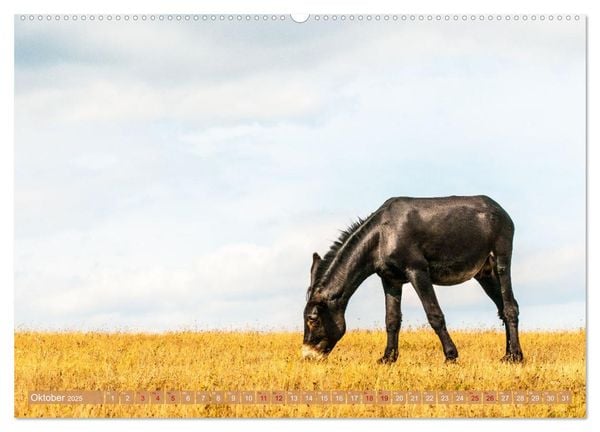 Produktbild: Esel der Welt - Lieblings Langohren (Wandkalender 2025 DIN A2 quer), CALVENDO Monatskalender