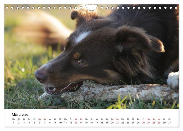 Produktbild: Australian Shepherd - Treue Blicke, wilde Herzen (Wandkalender 2027 DIN A4 quer), CALVENDO Monatskalender