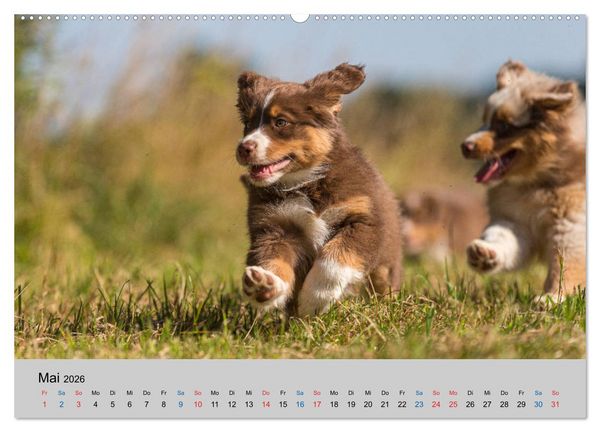 Produktbild: Australian Shepherd Welpen 2026 (hochwertiger Premium Wandkalender 2026 DIN A2 quer), Kunstdruck in Hochglanz
