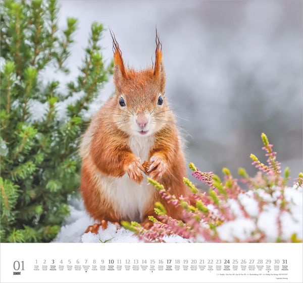Produktbild: Geliebte Eichh&ouml;rnchen 2027