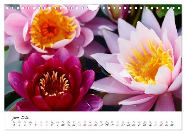 Produktbild: N&eacute;nuphars enchanteurs (Calendrier mural 2026 DIN A4 vertical), CALVENDO calendrier mensuel