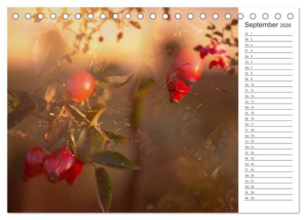 Produktbild: Blumenfreude Terminkalender (Tischkalender 2026 DIN A5 quer), CALVENDO Monatskalender