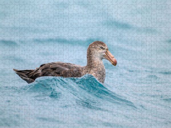 Produktbild: CALVENDO Puzzle Sturmvogel bei Salisbury Plain | 1000 Teile Lege-Gr&ouml;&szlig;e 64x48cm Foto-Puzzle f&uuml;r gl&uuml;ckliche Stunden