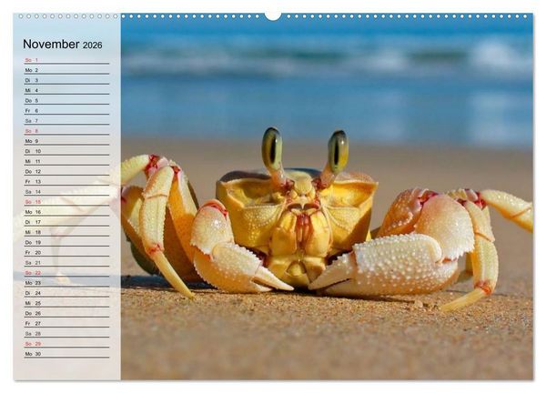 Produktbild: Krabben. Witzige Monster (Wandkalender 2026 DIN A2 quer), CALVENDO Monatskalender