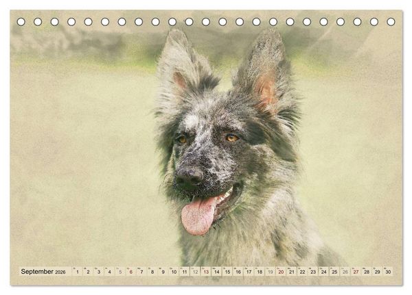 Produktbild: Altdeutsche H&uuml;tehunde 2026 (Tischkalender 2026 DIN A5 quer), CALVENDO Monatskalender