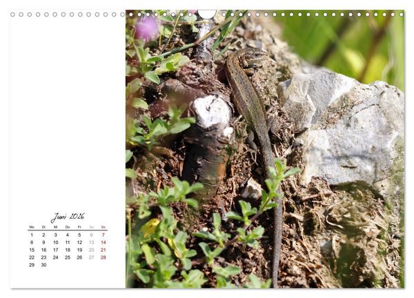 Produktbild: Eidechsen, flinke R&auml;uber (Wandkalender 2026 DIN A3 quer), CALVENDO Monatskalender