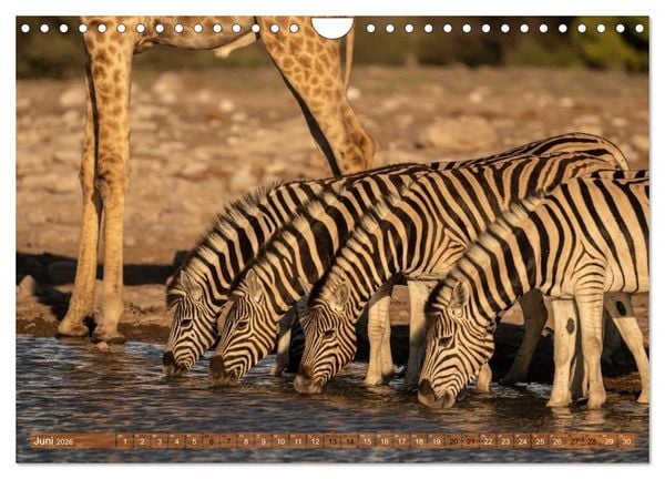Produktbild: Das s&uuml;dliche Afrika 2026 (Wandkalender 2026 DIN A4 quer), CALVENDO Monatskalender