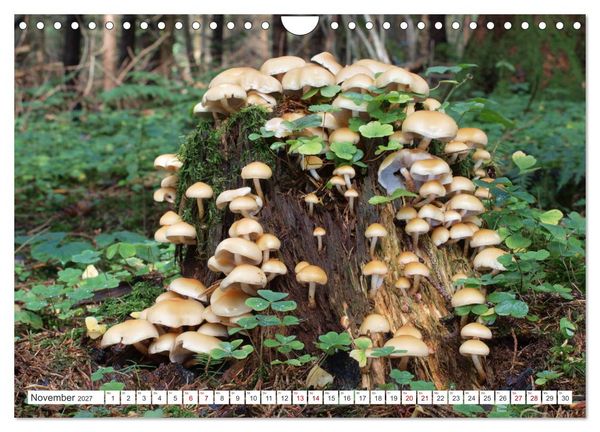 Produktbild: Pilze finden - das ganze Jahr! (Wandkalender 2027 DIN A4 quer), CALVENDO Monatskalender