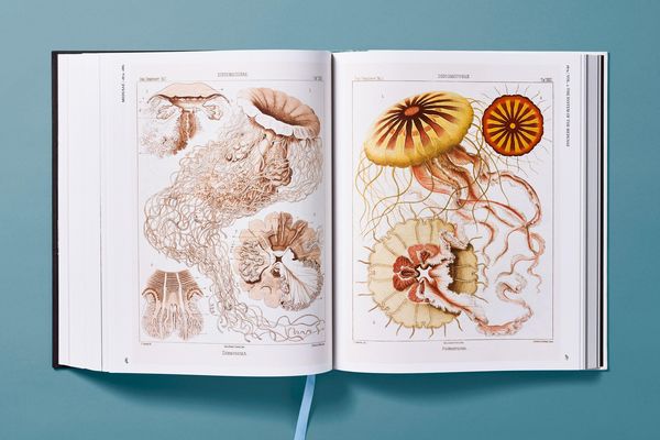 Produktbild: The Art and Science of Ernst Haeckel