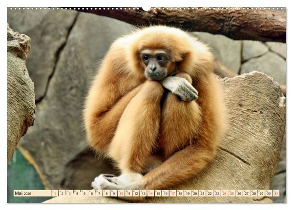 Produktbild: Ganz sch&ouml;n affig - Der Kalender der Affen (hochwertiger Premium Wandkalender 2026 DIN A2 quer), Kunstdruck in Hochglanz