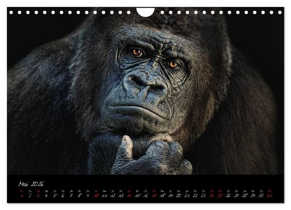 Produktbild: Gorilla (Wandkalender 2026 DIN A4 quer), CALVENDO Monatskalender