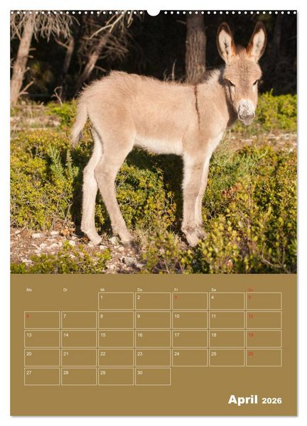 Produktbild: Entz&uuml;ckende Esel - Charmant und liebenswert (Wandkalender 2026 DIN A2 hoch), CALVENDO Monatskalender