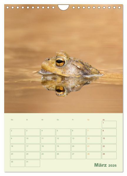 Produktbild: Waldmomente (Wandkalender 2026 DIN A4 hoch), CALVENDO Monatskalender