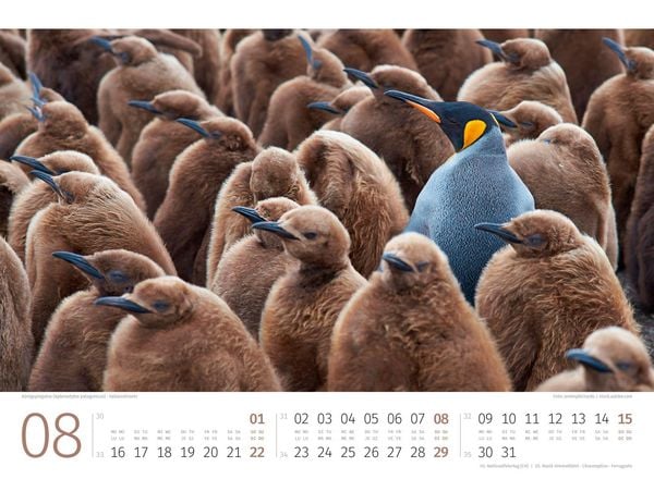 Produktbild: Pinguine Kalender 2027