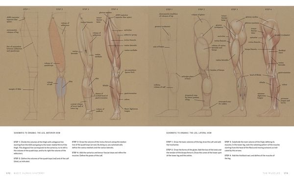 Produktbild: Basic Human Anatomy