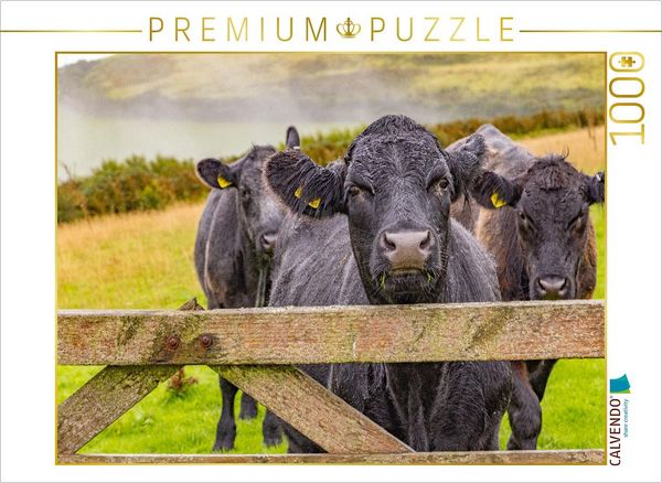 Produktbild: CALVENDO Puzzle K&uuml;he im Exmoor Nationalpark | 1000 Teile Lege-Gr&ouml;&szlig;e 64x48cm Foto-Puzzle f&uuml;r gl&uuml;ckliche Stunden