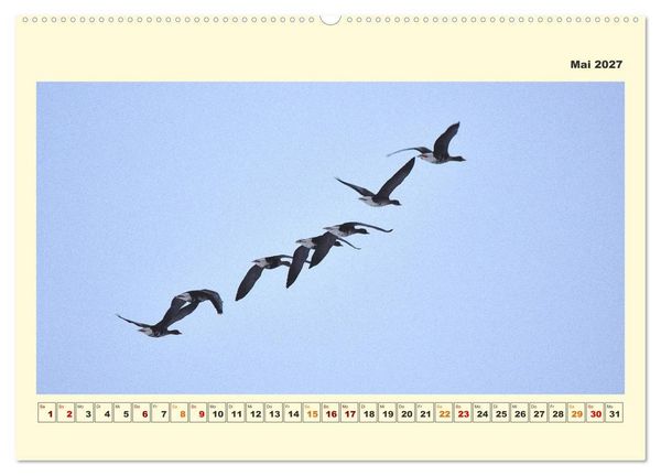 Produktbild: Tierwelt der W&uuml;mmeniederung (hochwertiger Premium Wandkalender 2027 DIN A2 quer), Kunstdruck in Hochglanz
