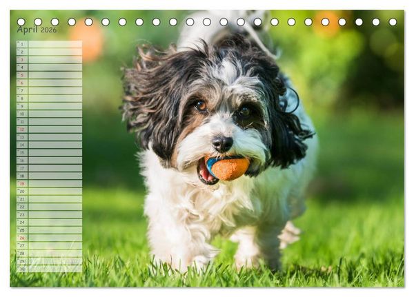 Produktbild: Spa&szlig; mit Havanesern (Tischkalender 2026 DIN A5 quer), CALVENDO Monatskalender