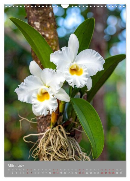 Produktbild: K&ouml;nigin Cattleya (Wandkalender 2027 DIN A3 hoch), CALVENDO Monatskalender