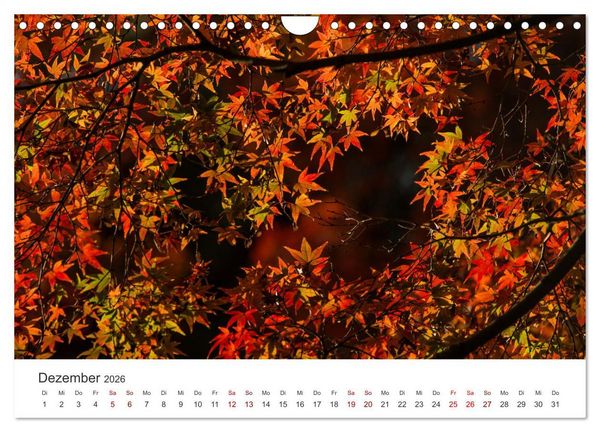 Produktbild: Japanischer Herbst und Laub (Wandkalender 2026 DIN A4 quer), CALVENDO Monatskalender