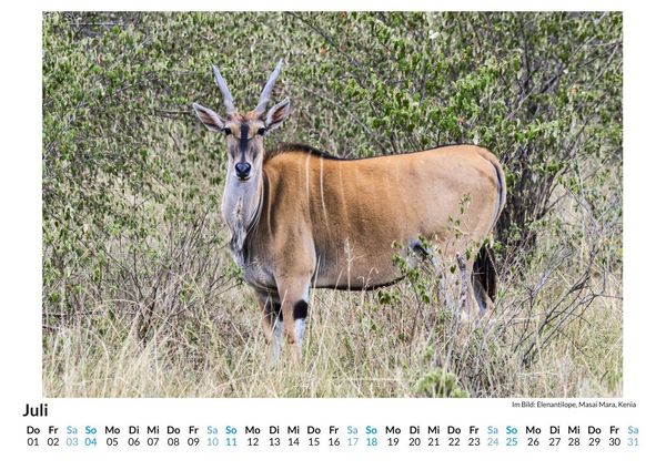 Produktbild: Wildtiere in Kenia