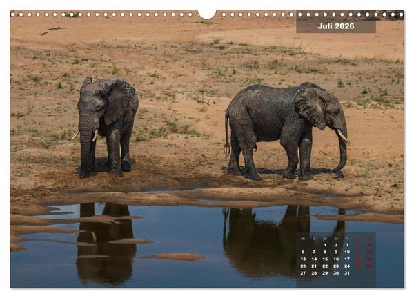 Produktbild: Auf Safari im Kruger National Park (Wandkalender 2026 DIN A3 quer), CALVENDO Monatskalender