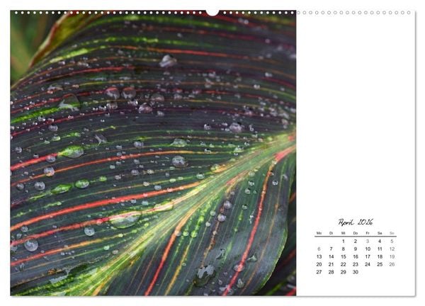 Produktbild: Blattkunst (hochwertiger Premium Wandkalender 2026 DIN A2 quer), Kunstdruck in Hochglanz