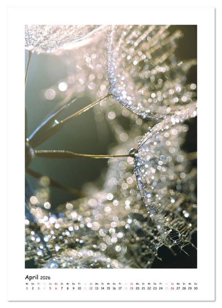 Produktbild: Die Pusteblume neu erleben (Wandkalender 2026 DIN A3 hoch), CALVENDO Monatskalender