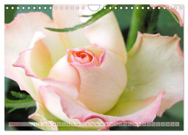Produktbild: Stolze Rosen (Wandkalender 2026 DIN A4 quer), CALVENDO Monatskalender