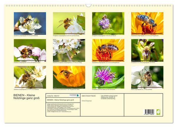 Produktbild: BIENEN - Kleine N&uuml;tzlinge ganz gro&szlig; (Wandkalender 2026 DIN A2 quer), CALVENDO Monatskalender