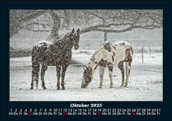Produktbild: Pferdetraum 2025 Fotokalender DIN A5