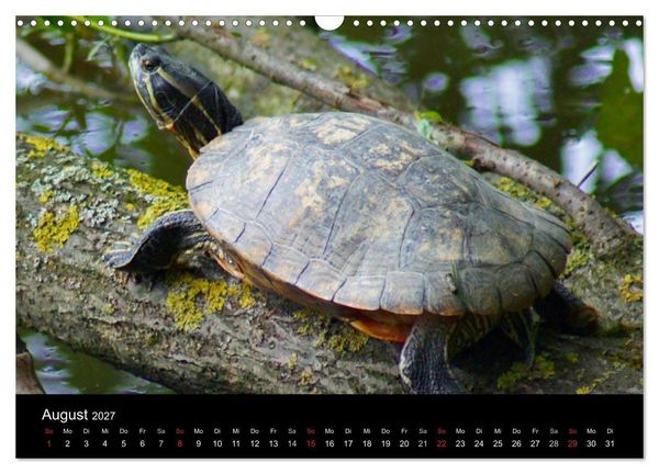 Produktbild: Die Welt der Haustiere (Wandkalender 2027 DIN A3 quer), CALVENDO Monatskalender