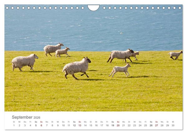 Produktbild: Schafe - Weich und wollig (Wandkalender 2026 DIN A4 quer), CALVENDO Monatskalender