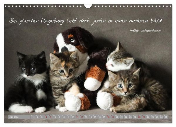 Produktbild: Katzenkinder - zauberhafte Wesen (Wandkalender 2026 DIN A3 quer), CALVENDO Monatskalender