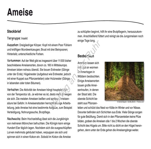 Produktbild: Waldtiere