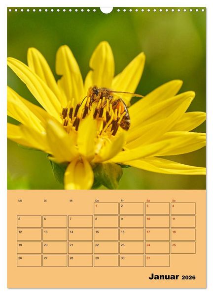 Produktbild: Die Biene und die Farbe gelb (Wandkalender 2026 DIN A3 hoch), CALVENDO Monatskalender