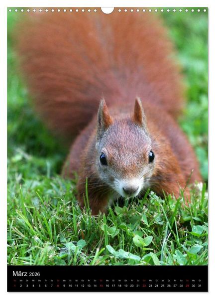 Produktbild: Eichh&ouml;rnchen (Wandkalender 2026 DIN A3 hoch), CALVENDO Monatskalender