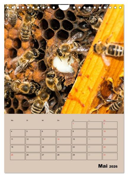 Produktbild: Bienenplaner (Wandkalender 2026 DIN A4 hoch), CALVENDO Monatskalender
