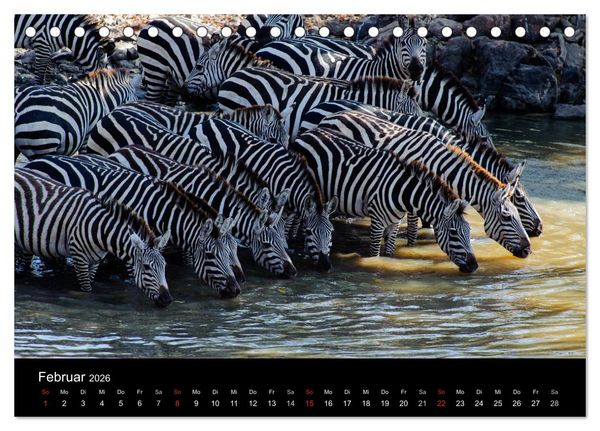 Produktbild: Zebras - Faszination der Streifen (Tischkalender 2026 DIN A5 quer), CALVENDO Monatskalender