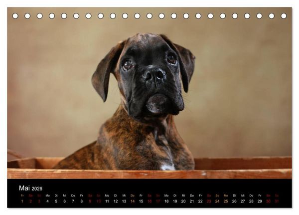 Produktbild: Liebenswerte Boxer (Tischkalender 2026 DIN A5 quer), CALVENDO Monatskalender