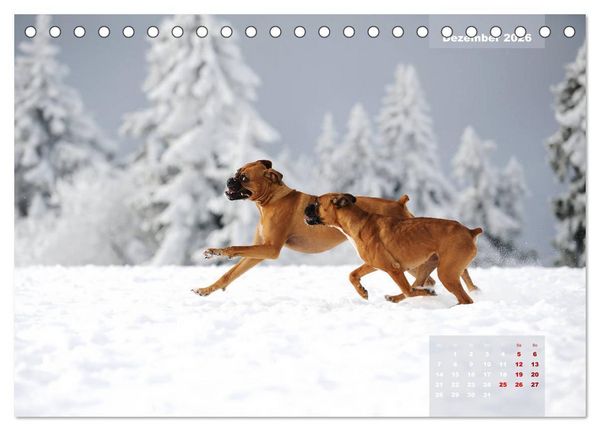 Produktbild: Typisch Boxer (Tischkalender 2026 DIN A5 quer), CALVENDO Monatskalender