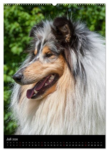 Produktbild: Collie 2026 (hochwertiger Premium Wandkalender 2026 DIN A2 hoch), Kunstdruck in Hochglanz