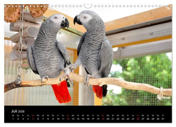 Produktbild: Graupapageien zum Verlieben (Wandkalender 2026 DIN A3 quer), CALVENDO Monatskalender